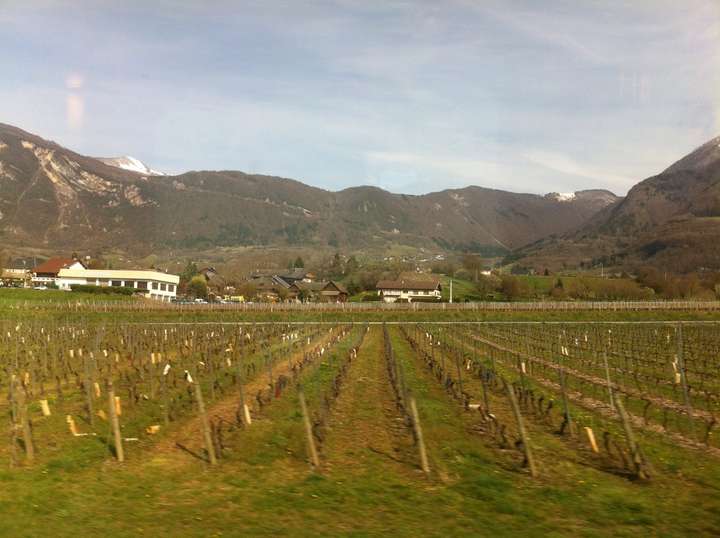 Ah yes, the vineyards