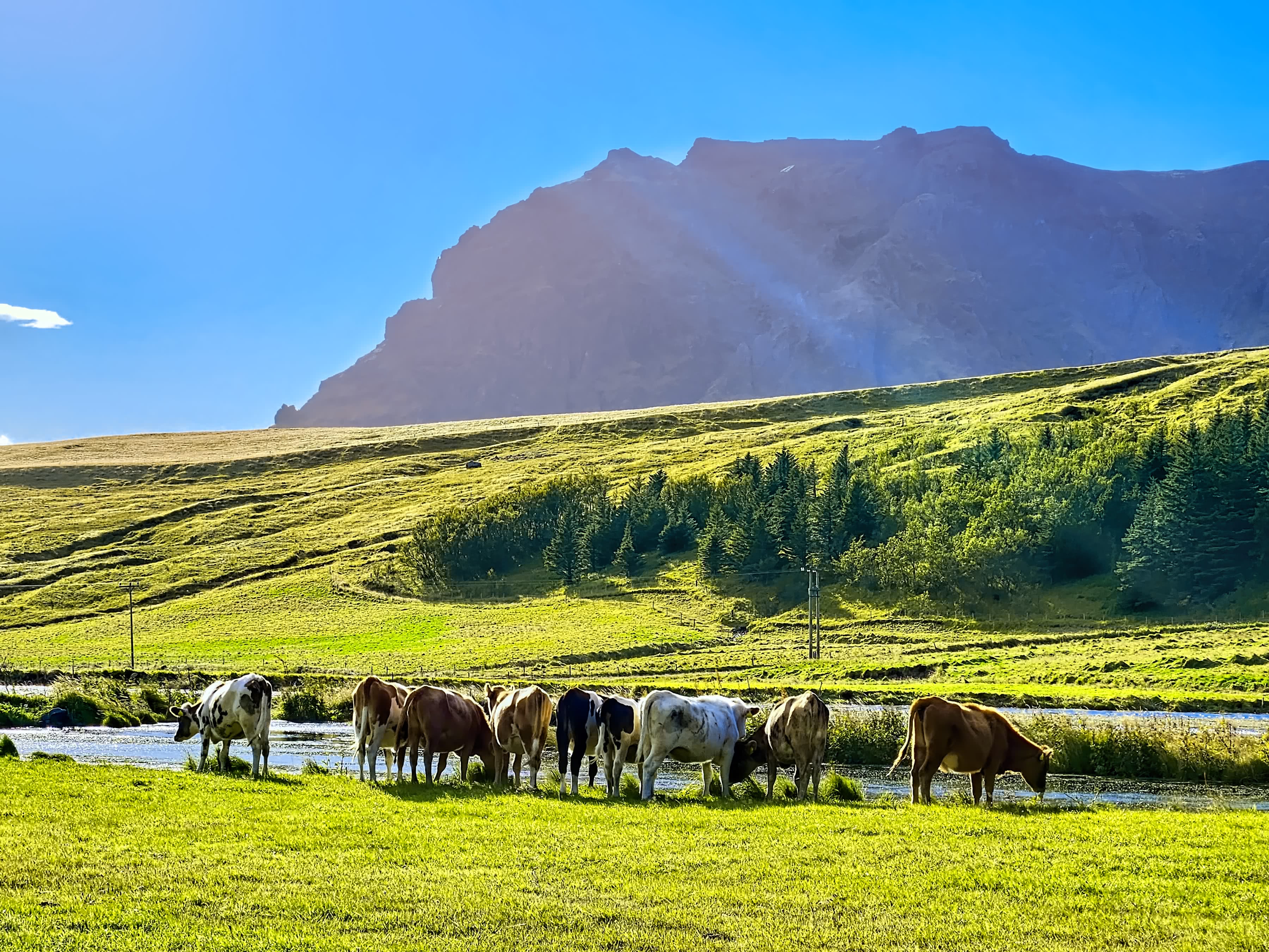 Cows Drinking Water