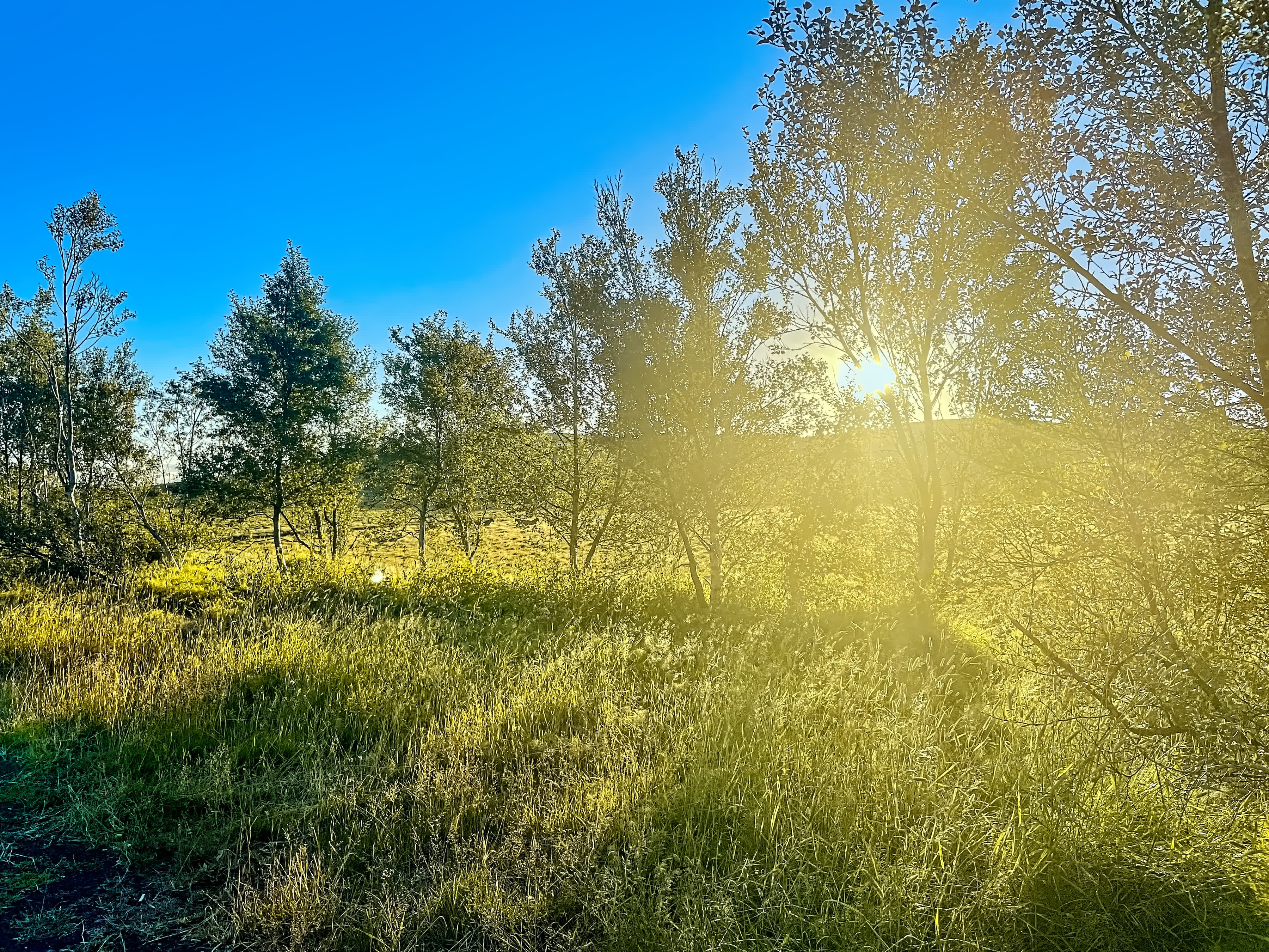 Farm Sunrise