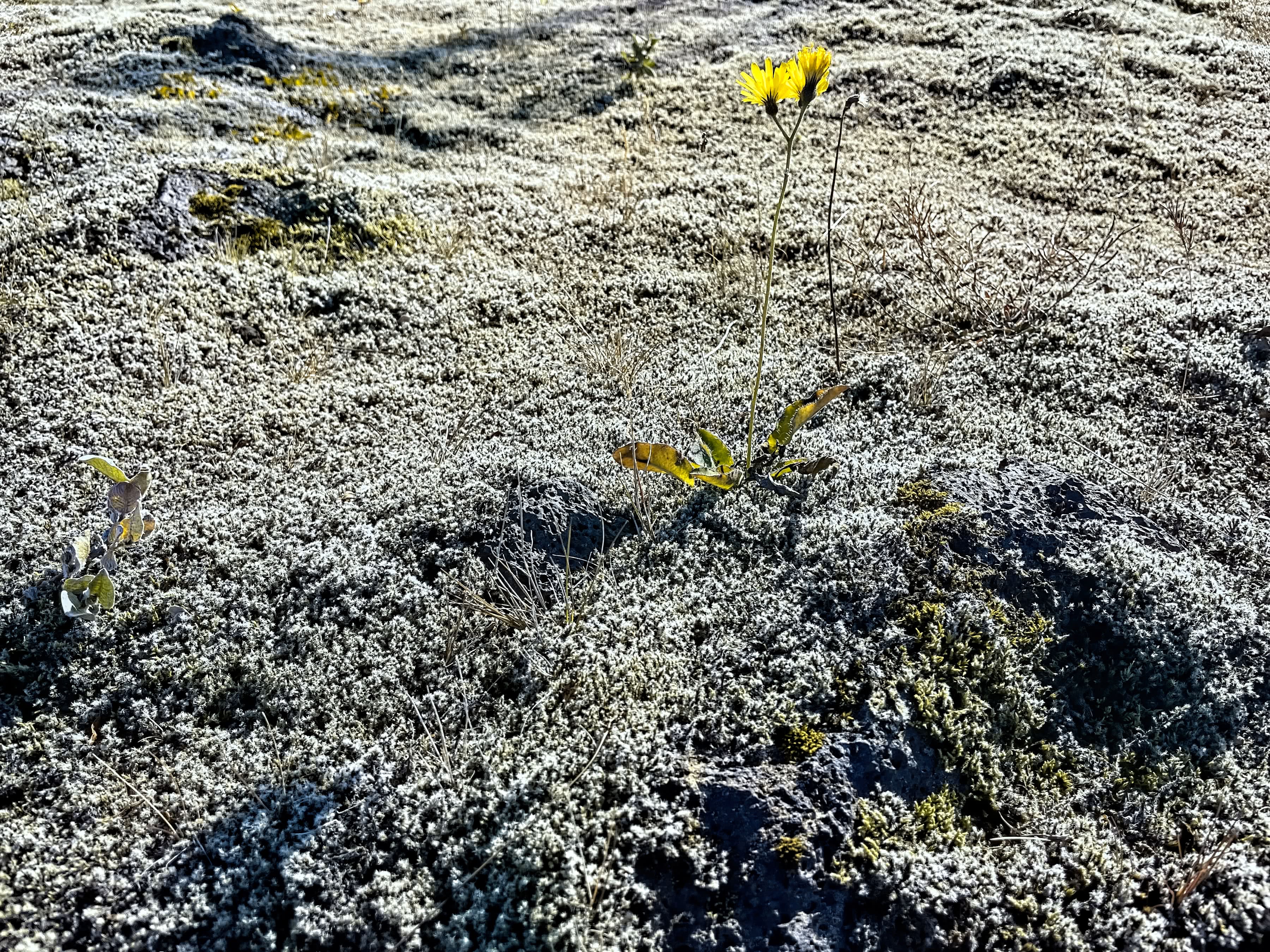 Moss and Flower